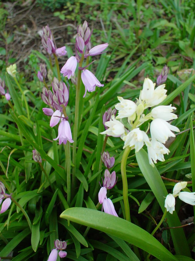 DSC03000 DSC03000